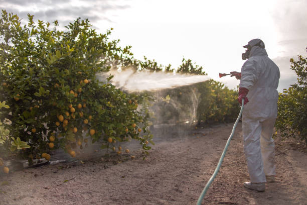 Wasp Removal Services in Hayden, AL