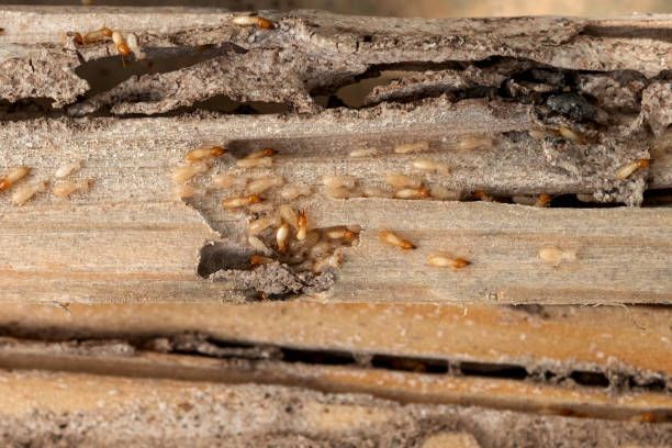 Best Pest Removal Services  in Hayden, AL