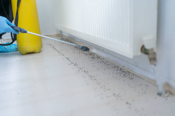 Best Pest Control Near Me in Hayden, AL