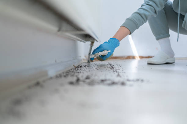 Best Wasp Removal Services  in Hayden, AL